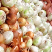 retirement gardening onions