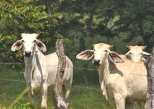 Retire in Panama, Panama cows