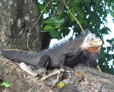 Retire in Dominica, West Indies