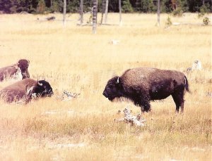 Retirement Travel, Yellowstone Park