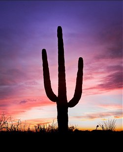 Retirement snowbirds in Mesa Arizona