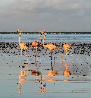 Retire in Rio Lagartos, Mexico