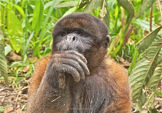 Retirement and volunteering in the Ecuadorean Amazon